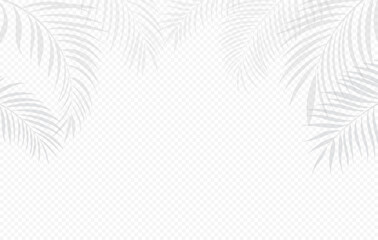 Elegant palm leaf shadows forming a soft frame on transparent background
