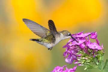 Ruby-throated Hummingbird taken in southern MN