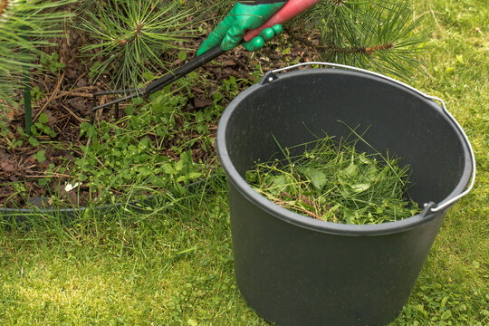 A close-up of a gardener in a green glove, who collects weeded grass and weeds from under a coniferous tree. A garden tool - a rake - is lying nearby, and a border is visible around the tree trunk cir