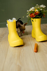 boots and flowers