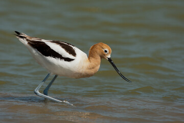 American Avocet takekn in SE Arizona