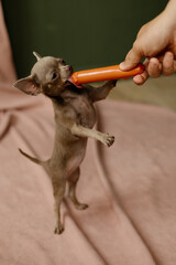 mouse in a hand
