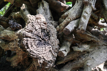 Stacked Wood Logs Pattern for Winter Heating and Rustic Backgrounds, Stacked wooden logs with natural tree rings and rough textures.
