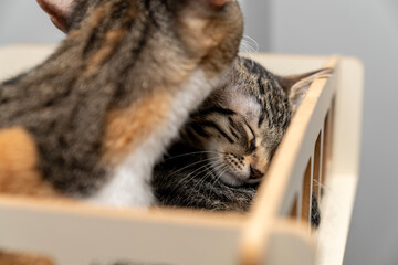 Adorable Cats Grooming Each Other, Showing Love and Affection, Cute Pet Companionship, Feline...