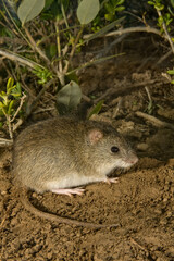 Marsh Rice Rat (Oryzomys palustris)