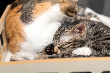 Adorable Cats Grooming Each Other, Showing Love and Affection, Cute Pet Companionship, Feline...