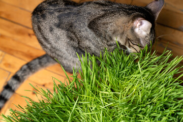 indoor cat eating fresh green cat grass for digestion and hairball relief on wooden floor, natural...