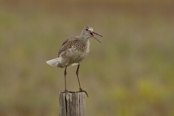 Willet adult taken in SW Minnesota