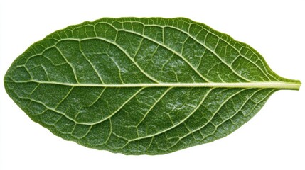 Obraz premium Detailed Close-up of a Vibrant Green Leaf's Venation