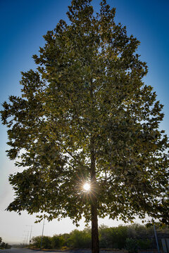 Tree waking up in the morning sunlight