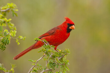 Nothern Cardinal male taken in southern AZ in the wild