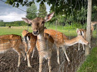 young deer, outdoor behind fence
