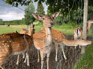 young deer, outdoor behind fence