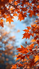 autumn leaves background
