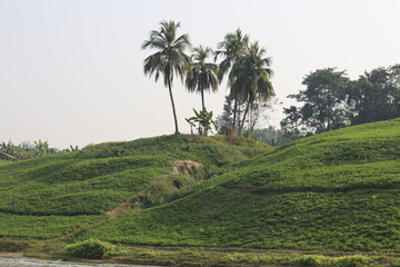 Obraz premium coconut tree on hill side of river