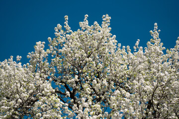 Pear blossom. Cherry tree blossom. White and pink plum tree blossoms in early spring, nature...