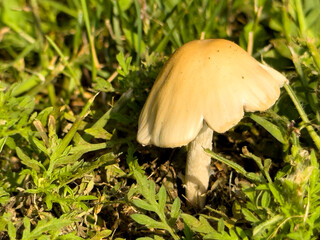 mushroom in the grass
