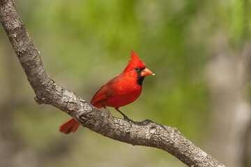 Northern Cardinal male taken in southern Texas