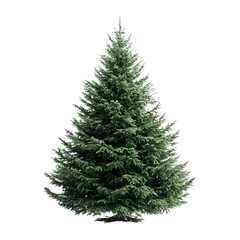 Obraz premium Full Green Christmas Tree