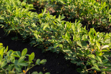 Selective focus on neat rows of green peanut plants growing in an agricultural field, representing...