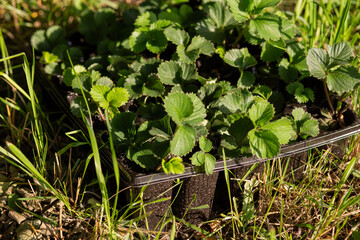 Agro trays filled with healthy strawberry seedlings placed on green grass, illuminated by natural sunlight, representing modern agriculture, sustainable farming, and early plant cultivation