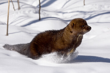 Obraz premium Fisher, Martes pennanti,