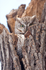 Eastern Screech-owl taken in southern MN