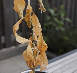 Mealybugs in a young dead avacado tree.