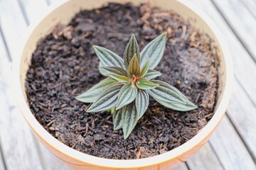 Young Peperomia caperata in an orange flower pot.