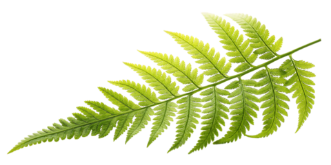 Bright Green Fern Frond with Serrated Edges isolated on a transparent background