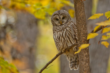 Obraz premium Barred Owl taken in southern MN