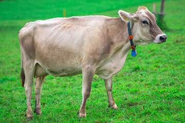 Cow standing in a green pasture. Cow in the grassland. Livestock grazing in the countryside. Farm life with cattle and calves. Cow in a rural landscape. Ranch with grazing bovine. Dairy cow.