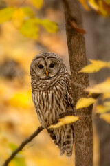 Barred Owl taken in southern MN in the wild