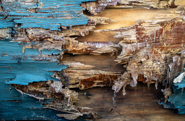 Wooden boards ruined by termite infestation. A termite problem in an old tree. Termite patterns...