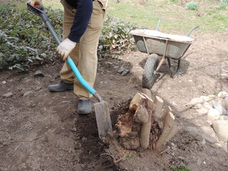 man in work clothes digs roots of old cut tree from soil using shovel against background of...