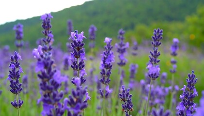 Obraz premium Lush lavender field in soft focus
