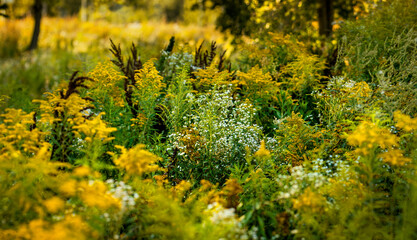Blooming herbs and tall grasses in a meadow filled with tansy, chamomile, and Canadian goldenrod. Natural healing and herbal medicine. Natural pharmacy. Honey plants. Plants with yellow flowers.