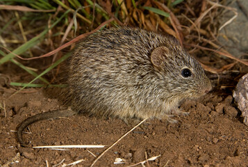 Tawny-bellied Cotton Rat