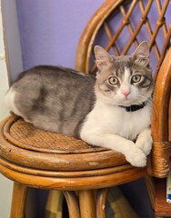 Young black and white cat. Beautiful cat.