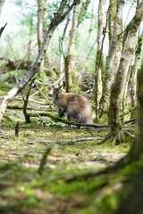 wallaby in the woods