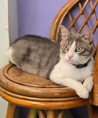 Young black and white cat. Beautiful cat.