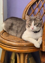 Young black and white cat. Beautiful cat.