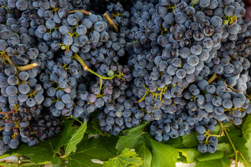 Fresh Dark Purple Grapes Closeup – Harvest, Vineyard and Wine Concept