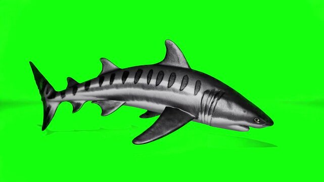 A 3D animation of a great white shark swimming forward with an alert, aggressive posture, isolated on a green screen. Perfect for thriller scenes, ocean documentaries, and underwater animation use.