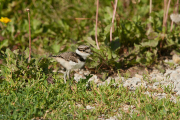 Killdeer adult and chick taken in southern MN