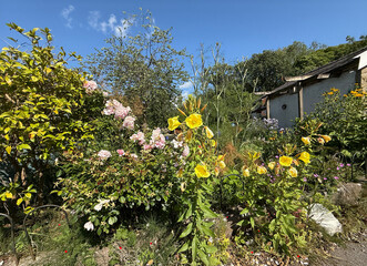 A garden in bloom beneath a clear blue sky, with yellow and pink flowers radiating warmth. A rustic...