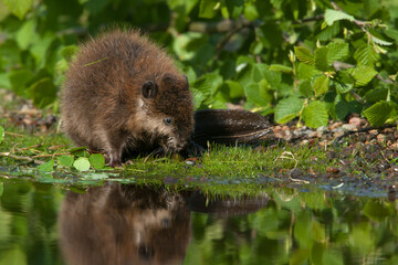 American Beaver at waters edge taken in central MN under controlled conditions