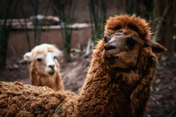 camel in zoo