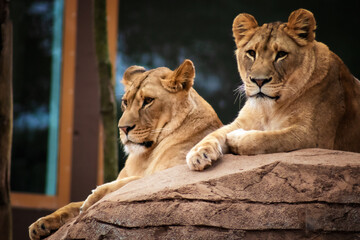 portrait of a lion