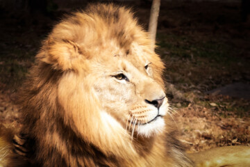 portrait of a lion